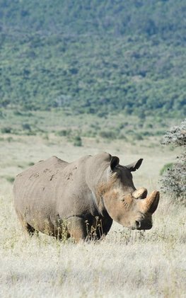 Alive! white rhino - Natural - Photo Art Notebooks (5 x 8 series)