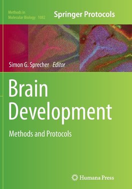 Brain Development