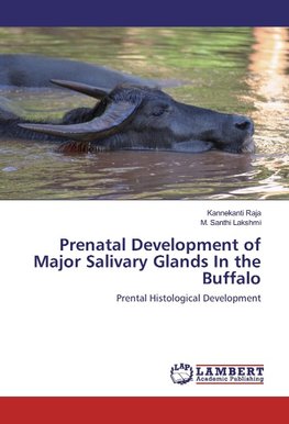 Prenatal Development of Major Salivary Glands In the Buffalo