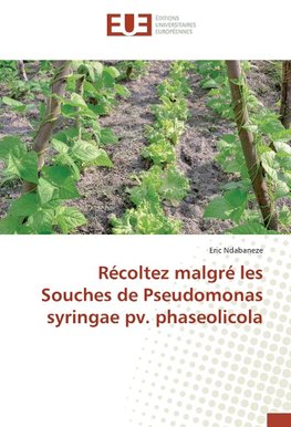 Récoltez malgré les Souches de Pseudomonas syringae pv. phaseolicola