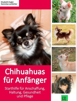 Chihuahuas für Anfänger