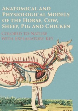 Anatomical and Physiological Models of the Horse, Cow, Sheep, Pig and Chicken - Colored to Nature - With Explanatory Key