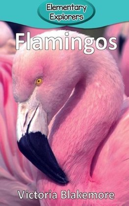 Flamingos