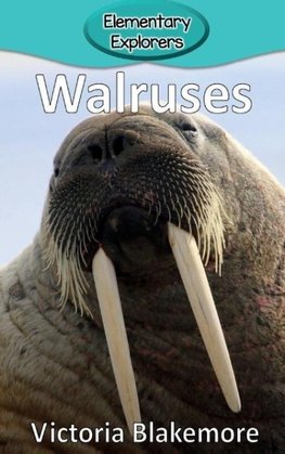 Walruses