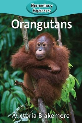 Orangutans