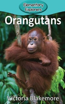 Orangutans