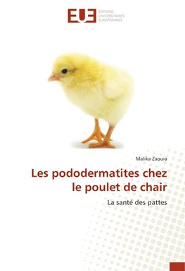 Les pododermatites chez le poulet de chair