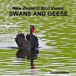 New Zealand bird views