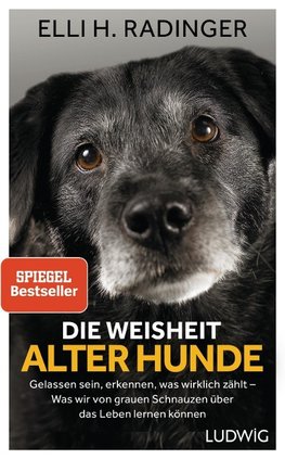 Die Weisheit alter Hunde