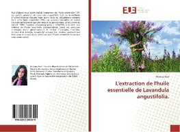 L'extraction de l'huile essentielle de Lavandula angustifolia.