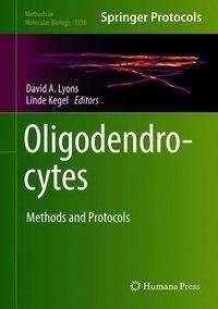 Oligodendrocytes