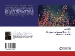 Regeneration of liver by ocimum canum