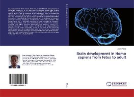 Brain development in Homo sapiens from fetus to adult