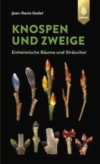 Knospen und Zweige