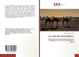 La rate du dromadaire