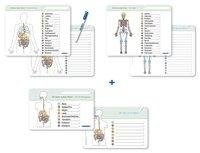 Ich kenne meinen Körper - Organe / Skelett / Verdauung- 3 Tafeln im Set mit Stift