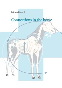 Connections in the horse