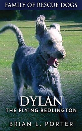 Dylan - The Flying Bedlington