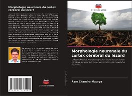 Morphologie neuronale du cortex cérébral du lézard