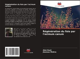 Régénération du foie par l'ocimum canum