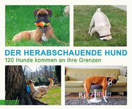 Der herabschauende Hund