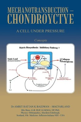 Mechanotransduction - Chondroyctye