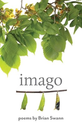 Imago