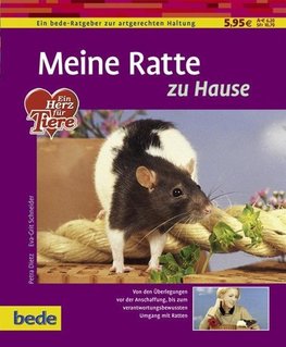 Meine Ratte zu Hause