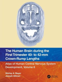 The Human Brain during the First Trimester 40- to 42-mm Crown-Rump Lengths