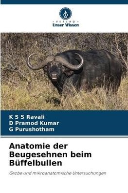 Anatomie der Beugesehnen beim Büffelbullen