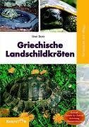 Griechische Landschildkröten