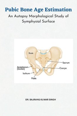 Pubic Bone Age Estimation An Autopsy Morphological Study of Symphysial Surface