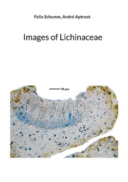 Images of Lichinaceae