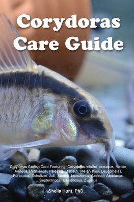 Corydoras Care Guide. Corydoras Catfish Care  Featuring