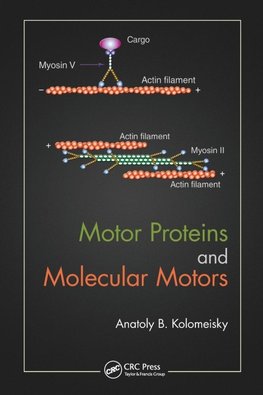 Motor Proteins and Molecular Motors