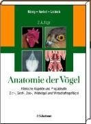 Anatomie der Vögel