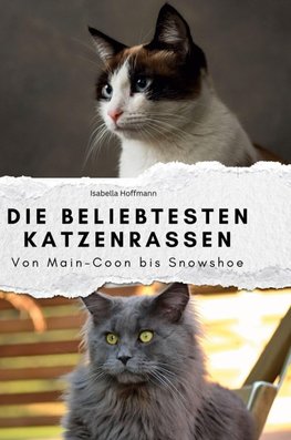 Die beliebtesten Katzenrassen