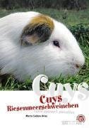 Cuys - Riesenmeerschweinchen