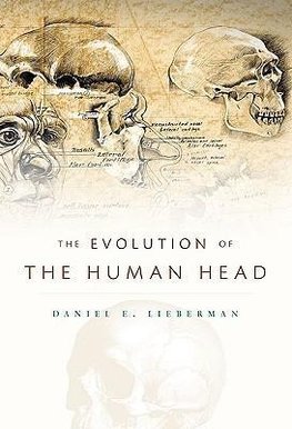 Evolution of the Human Head