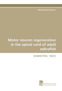 Motor neuron regeneration in the spinal cord of adult zebrafish