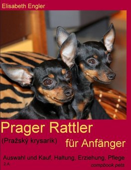 Prager Rattler (Prazský krysarík) für Anfänger