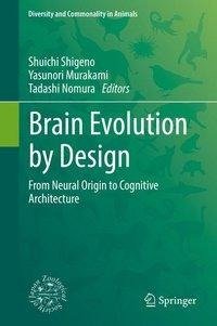 Brain Evolution by Design