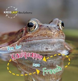 Von der Kaulquappe zum Frosch, Kreislauf des Lebens