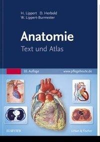 Anatomie