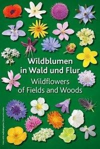 Wildblumen in Wald und Flur