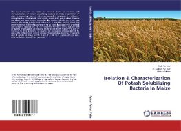 Isolation & Characterization Of Potash Solubilizing Bacteria In Maize