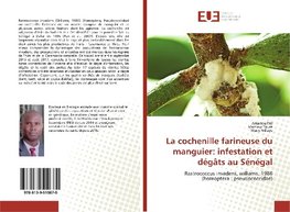 La cochenille farineuse du manguier: infestation et dégâts au Sénégal