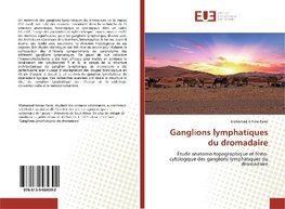 Ganglions lymphatiques du dromadaire