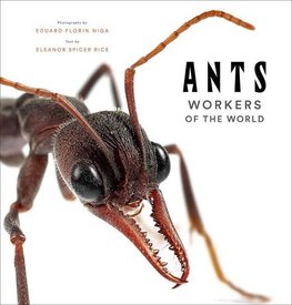 Ants