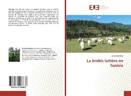 La brebis laitière en Tunisie